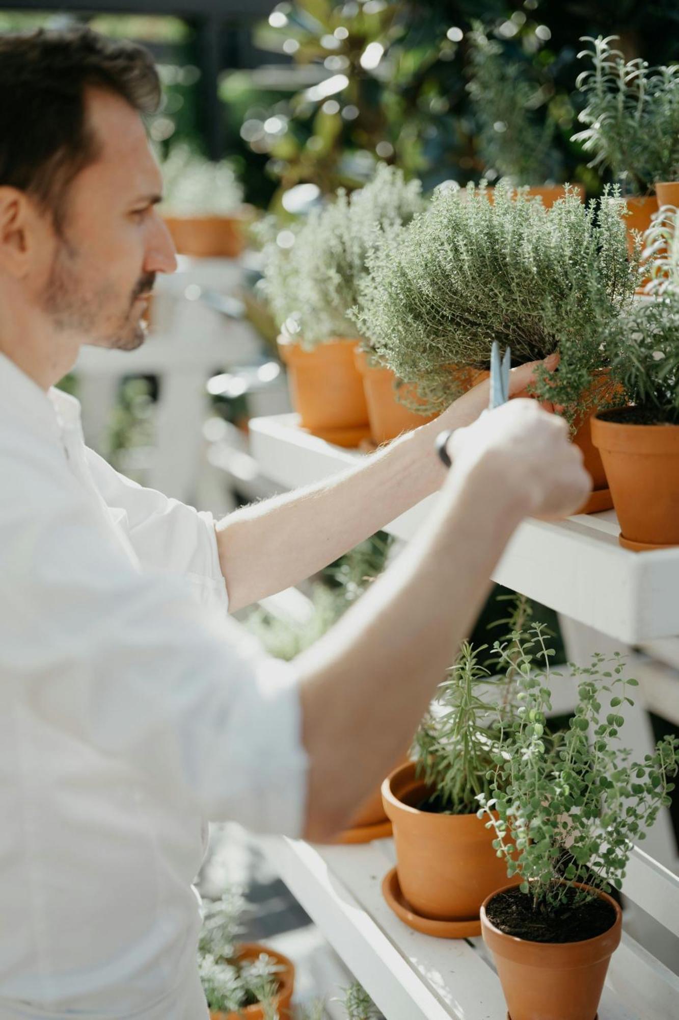 Jw Marriott Bucharest Grand Hotel Exterior foto A man pruning a thyme plant